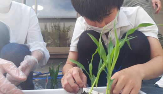 夏野菜を植えました！