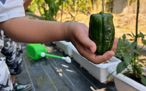 ピーマンの収穫♪