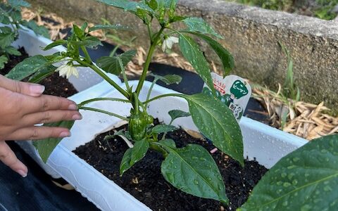 あ、ピーマン！