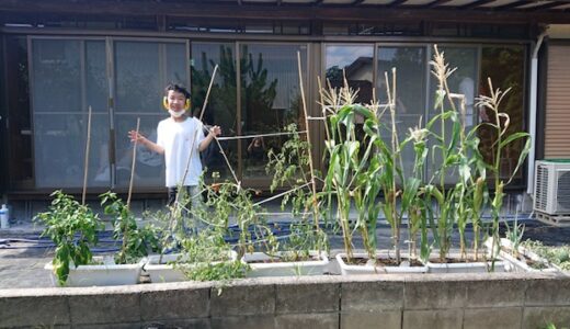 トマトの収穫♪